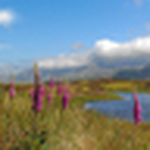 Profile Picture of Andrew Bishop's Countryside Pictures (@Andrew Bishop's Countryside Pictures) on Flickr