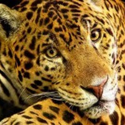 Profile Picture of Jonas Santos (@jonassantos666) on Twitter