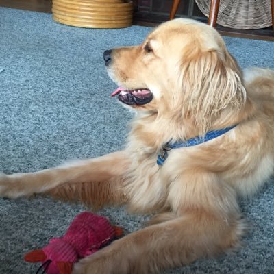 Profile Picture of Sally Murphy (@SallyMacadoo) on Twitter