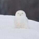 Profile Picture of Brad (@mckendrick1973.bm) on Instagram