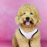 Profile Photo of Kingsley Chan (@kingsley_miniaturepoodle) on Instagram