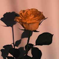 Profile Picture of Racheal Palmer (@racheal-palmer-6) on Quora