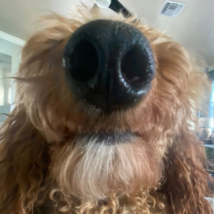 Profile Picture of angelo😪 (@rahhggii) on Tiktok