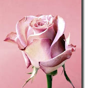 Profile Picture of Rose Pascua (@johnarjhoy) on Youtube