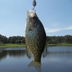 Profile Picture of Joe Presson (@mitemouse71) on Instagram