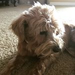 Profile Picture of Jessica Thaler (@stella_divadog) on Instagram