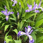 Steve Merchant - Instagram Profile Picture of Steve Merchant (@welcome_to_my_garden_world) on Instagram