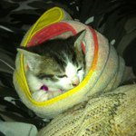 Profile Picture of Joseph DAntoni (@josephdantontoni) on Instagram