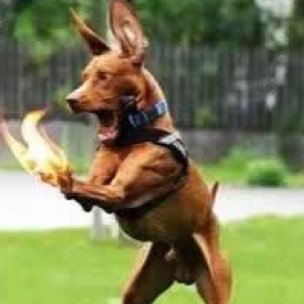 Profile Picture of Deng hong xiu (@denghongxiu) on Twitter