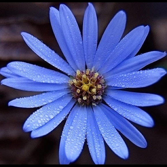 Profile Picture of Sophia Caldas (@sophiaacaldas) on Poshmark