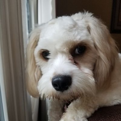 Profile Picture of Bryce Morrow (@BryceMorrow8) on Twitter