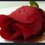 Profile Picture of Lobna Mohamed Bahr (@lobnabahr) on Instagram