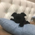 Profile Picture of Брабансон Вилли Грифон Ясон (@brabansonvilli) on Instagram