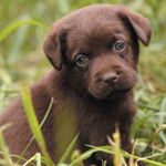 Profile Picture of CHOCOLATE LABS CLUB (@chocolatelab_ig) on Instagram