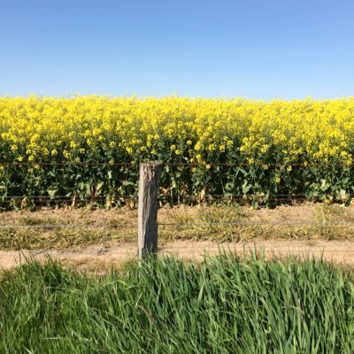 Profile Picture of Nicholas Paterson (@pato_wirrinourt) on Twitter