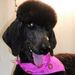 Profile Picture of Joyce McCalla (@poodles9) on Pinterest