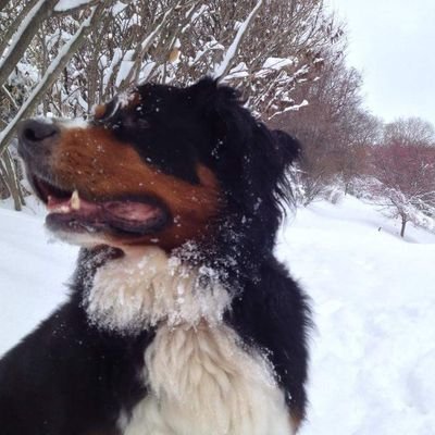 Profile Picture of Iris Wilcox (@IrisRaeRah) on Twitter