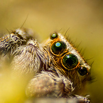 Profile Picture of Elmeri Kiviluoto (@elmeri kiviluoto) on Flickr