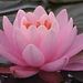 Profile Picture of Andrea Simándiné Balogh (@andreasimndinbalogh) on Pinterest