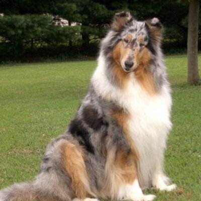 Profile Picture of Frank Robison (@OldGuy1952) on Twitter