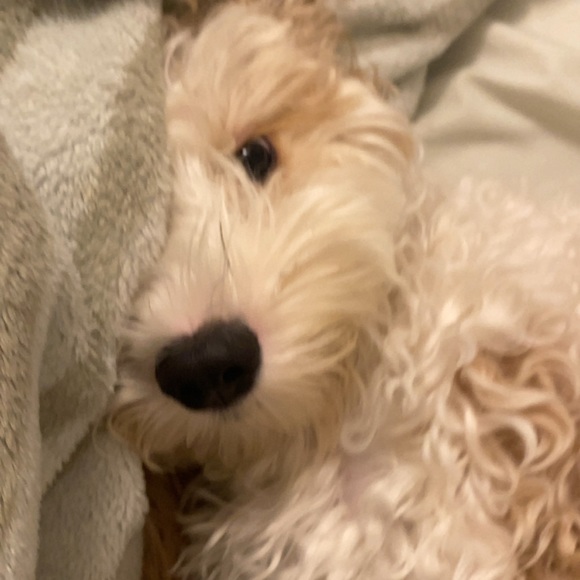 Profile Picture of Bianca Corrales (@biaa_coco) on Poshmark