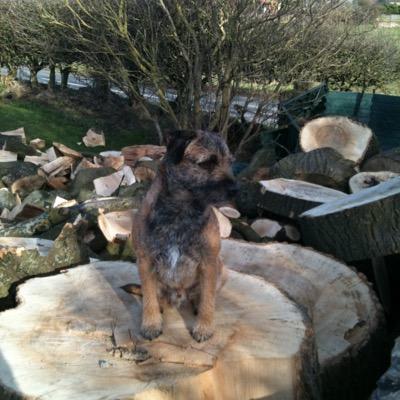 Profile Picture of Steve Davison (@numboat) on Twitter