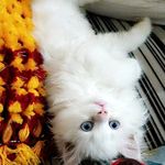 Profile Picture of Ayesha Nadeem (@ayesha_nadeemq) on Instagram