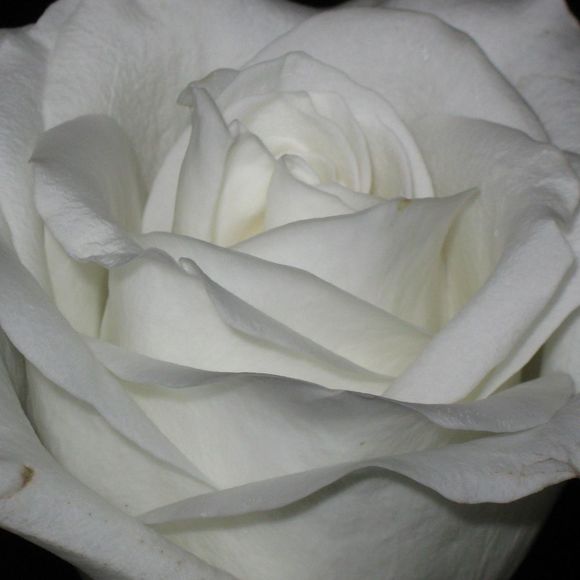 Profile Picture of Jill Hartzheim (@jlhartzheim) on Poshmark