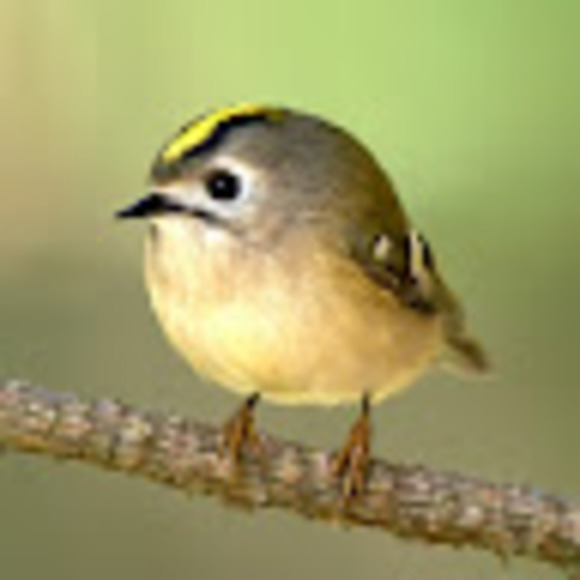 Profile Picture of Abby Hulka (@abbyhulka) on Poshmark