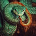 Profile Picture of Snake are the best (@shaikh_mohammed_sibtain_) on Instagram