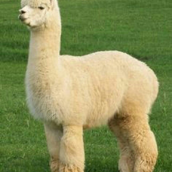 Profile Picture of Daniel Kathii (@kuzdeen) on Poshmark