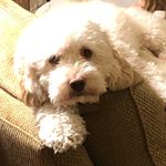 Profile Picture of Shannon Illges (@sillges) on Instagram