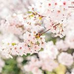 Profile Picture of Kae>•< (@kae_prattana) on Instagram