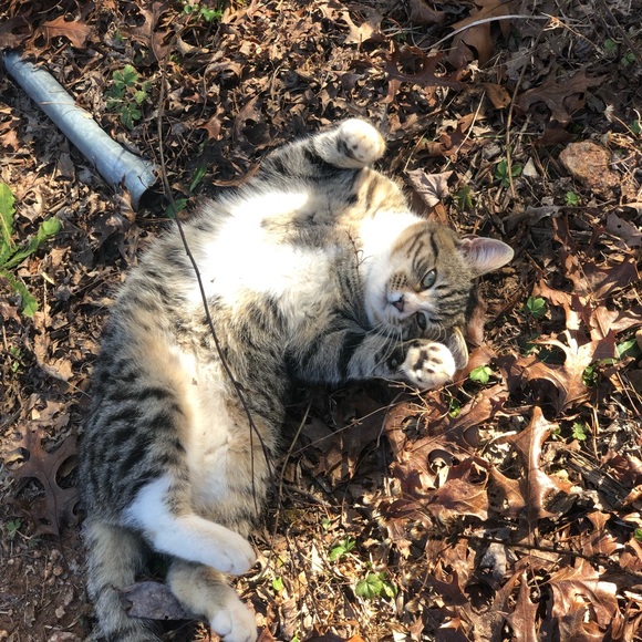 Profile Picture of Stacy Hudson (@sahbjbkabagb) on Poshmark