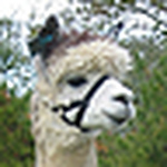 Profile Photo of John LoVerde (@Fleecy Dale Alpacas) on Flickr