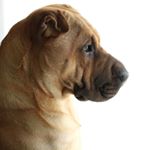 Profile Picture of Jessie (@jessie_the_sharpei) on Instagram