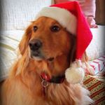 Profile Picture of Timothy Fuchs (@tjfox6553) on Instagram