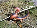 Profile Picture of Carphophis vermison Wikipedia