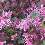 Profile Picture of Dori (@dori.wolfe) on Instagram