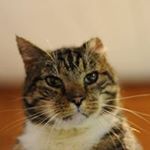 Profile Picture of Brendan Patterson (@brenpatterson) on Instagram