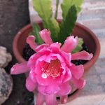 Profile Picture of Suzanna Crongeyer (@scrongeyer) on Instagram