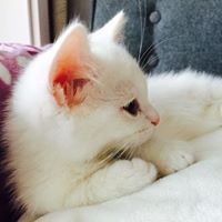 Profile Picture of Jia Kim (@jia-kim-9) on Quora