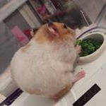 violet hammie 🐹 - Instagram Profile Picture of violet hammie 🐹 (@violet.hammie.monty) on Instagram