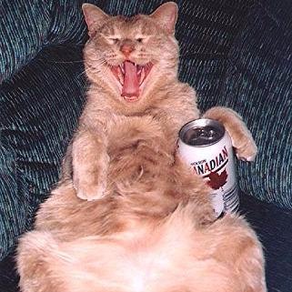 Profile Picture of Tom Brohamer (@BrohamerT) on Twitter