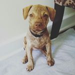 Profile Photo of Hazel Osborne (@hazelthepitbullpup) on Instagram