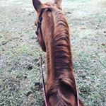 Haley Collier - Instagram Profile Picture of Haley Collier (@cowgirls_aint_angels) on Instagram