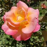 Profile Picture of julia felton (@jf._.photography) on Instagram