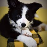 Profile Picture of Doggyph (@silvia.luquedoggyph2020) on Instagram