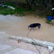 Profile Picture of Jung Chung (@mirtosardo) on Youtube