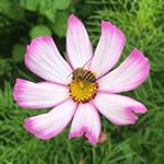 Profile Picture of Cindy Chaitel (@ecosunergyflowers) on Instagram